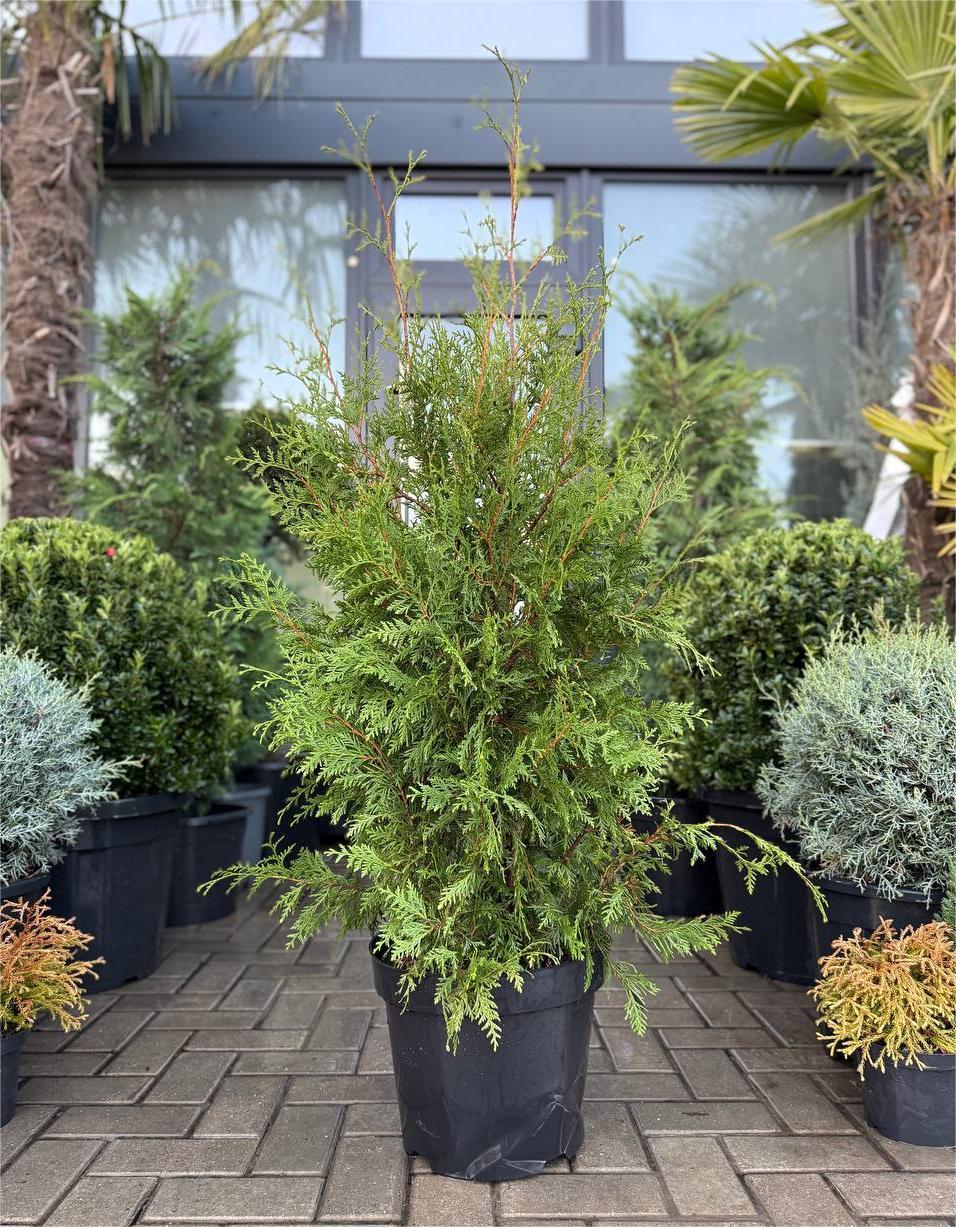 Tuia Brabant - 140-150cm