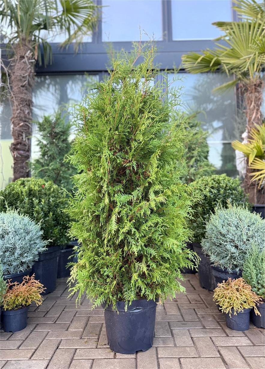 Tuia Brabant - imagine 3