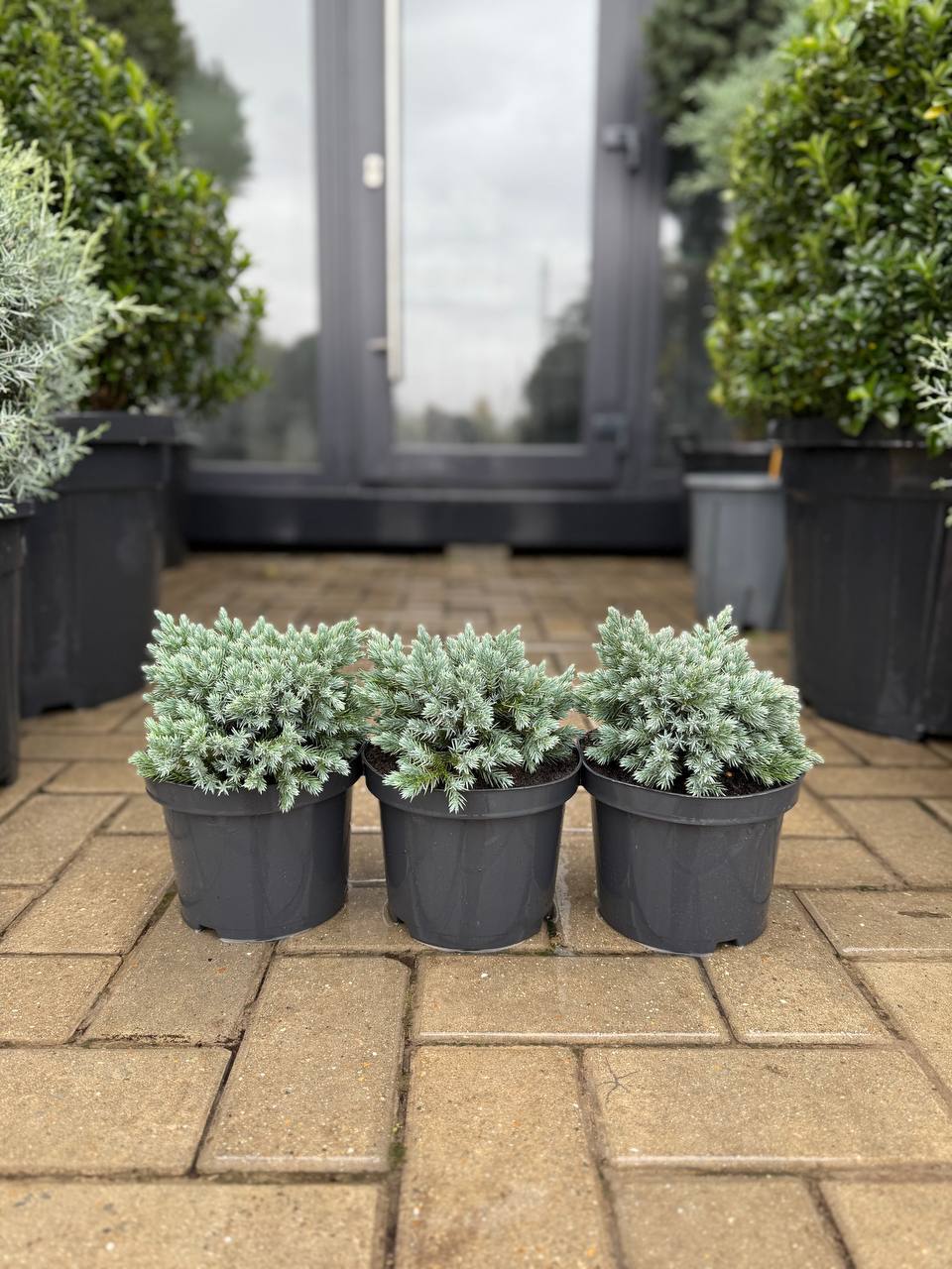 Ienupăr albastru Blue Star