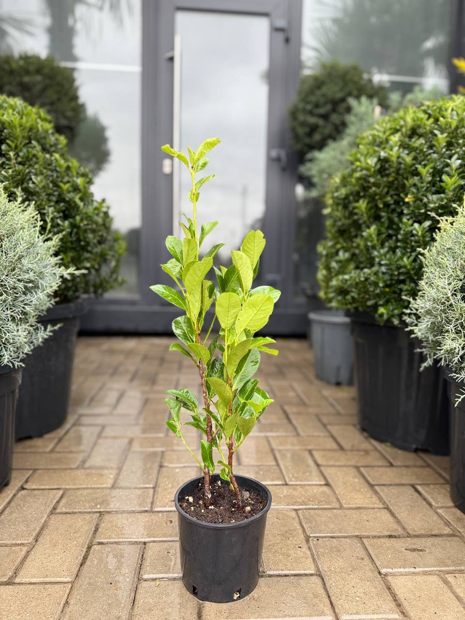 Laur englezesc - imagine 4