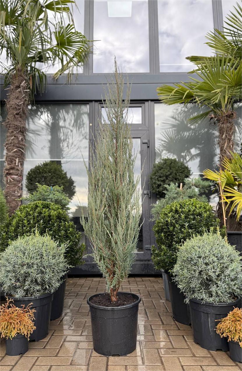 Ienupăr de stâncă Blue Arrow - imagine 3