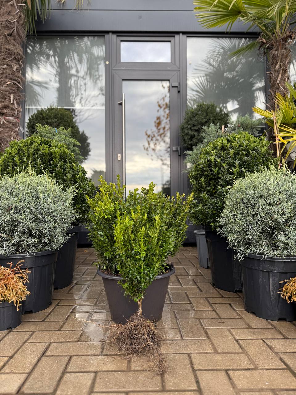 Buxus rădăcină goală