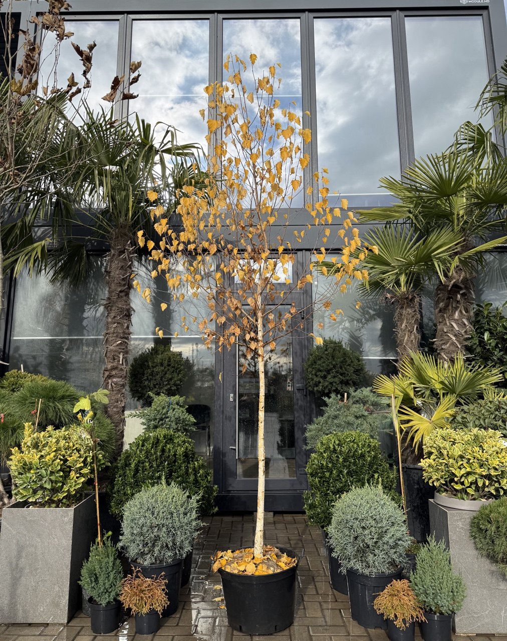 Mesteacăn cu scoarță albă