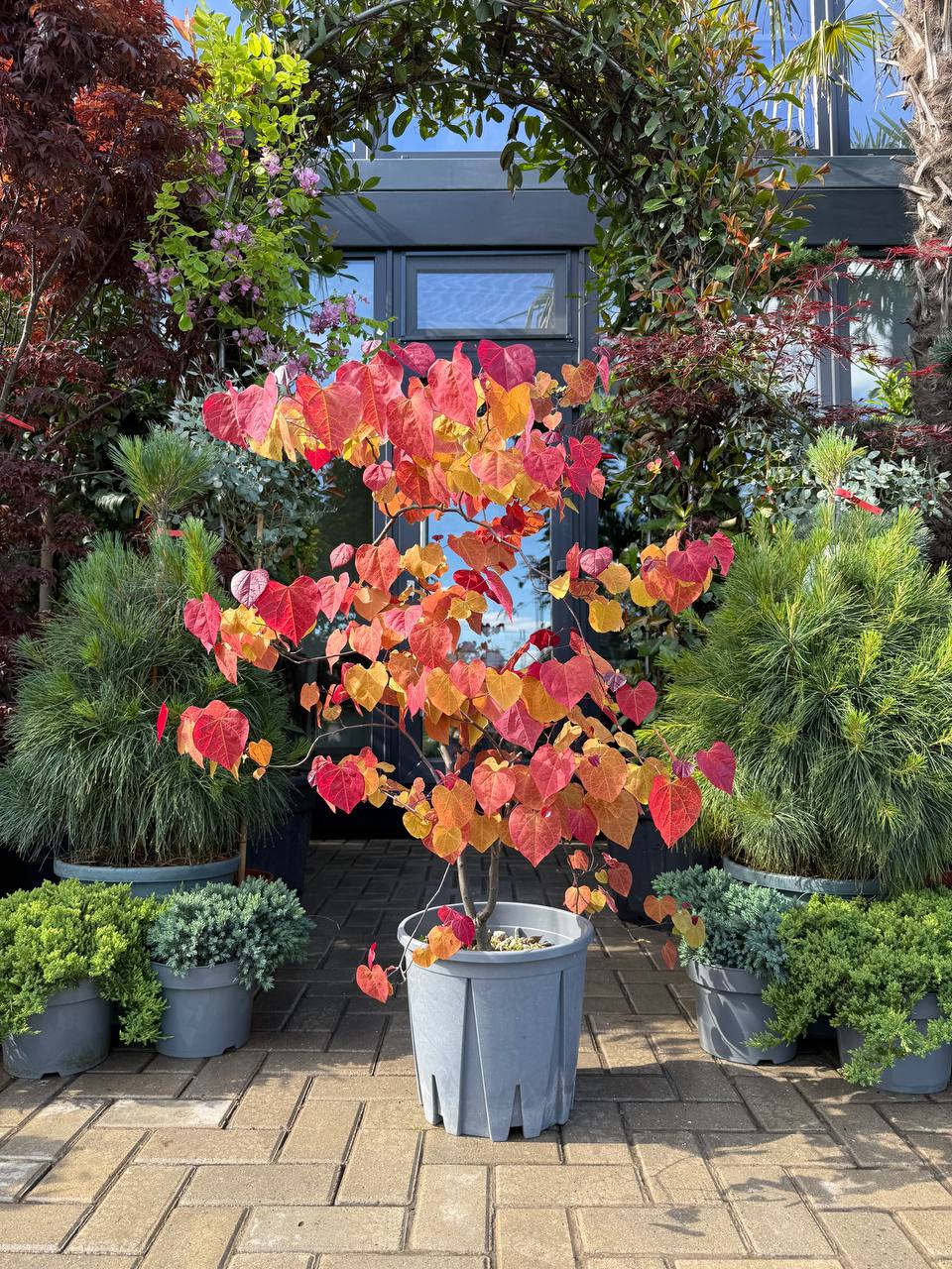 Cercis (Arborele lui Iuda) Eternal Flame