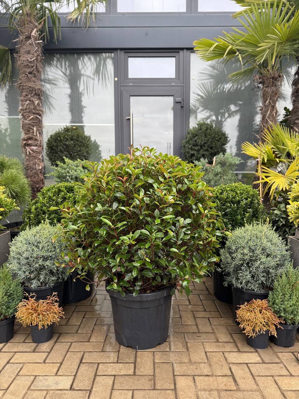 Photinia Fraseri Carre Rouge Glob - imagine 3