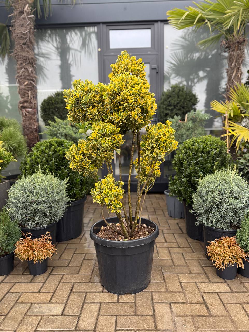 Euonymus Elegantissimus Aureus Pom Pom