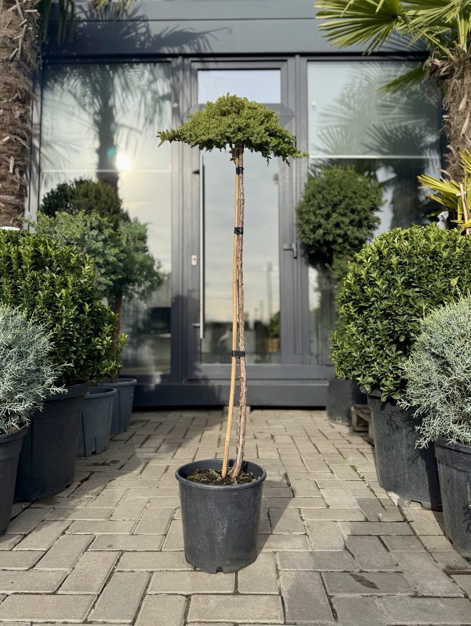 Ienupăr Nana pe picior