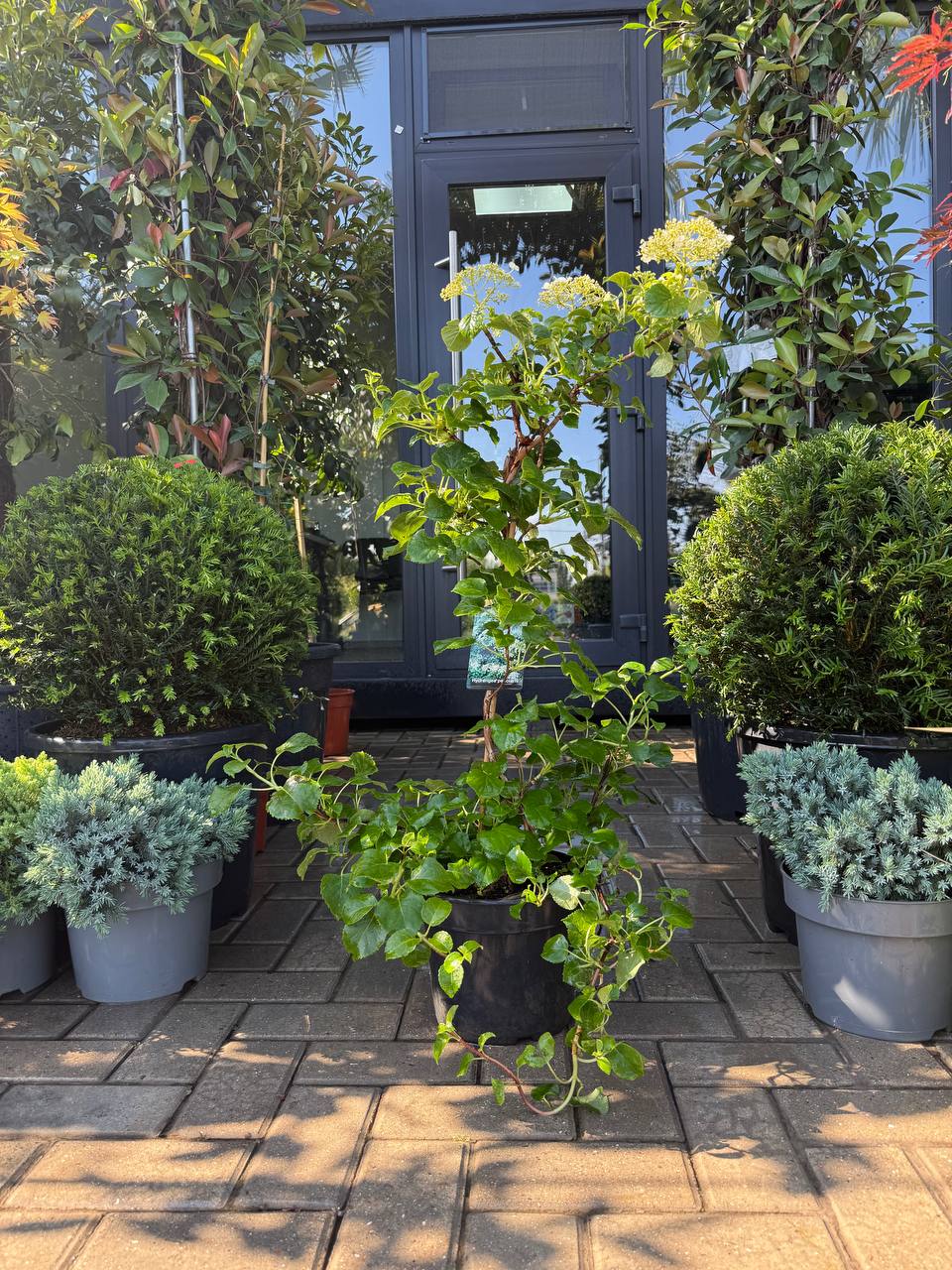Hortensia cățărătoare