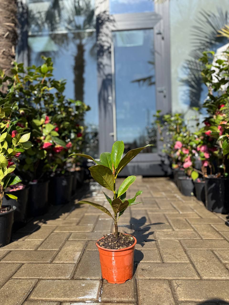 Magnolia Grandiflora - imagine 4