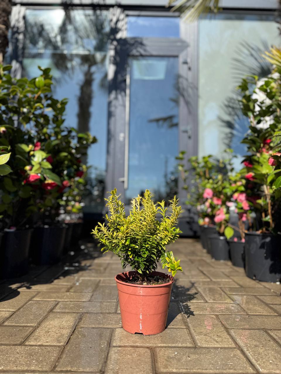 Euonymus Emerald‘n Gold