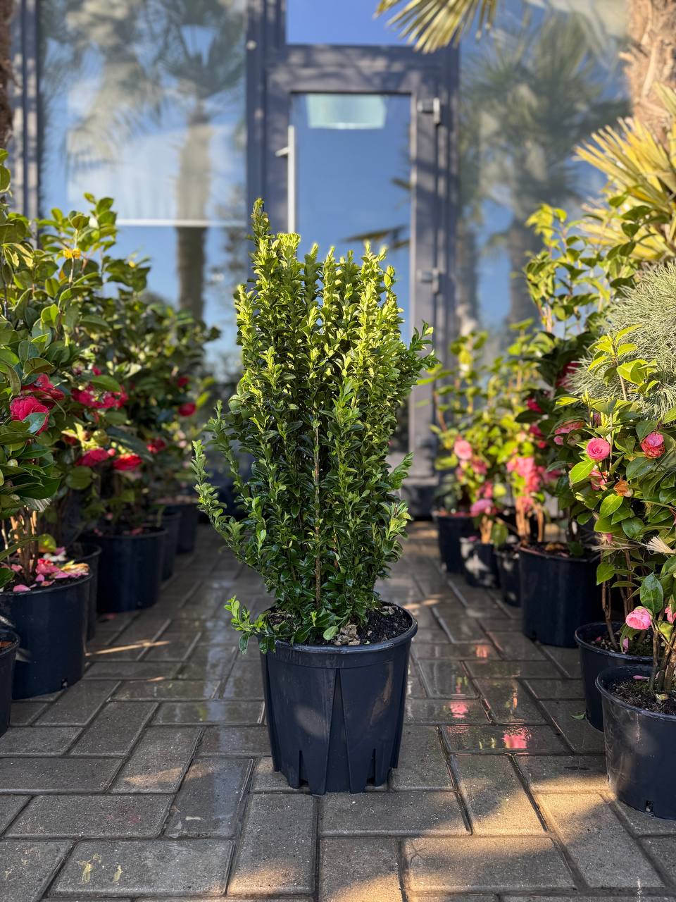 Euonymus Benkomasaki