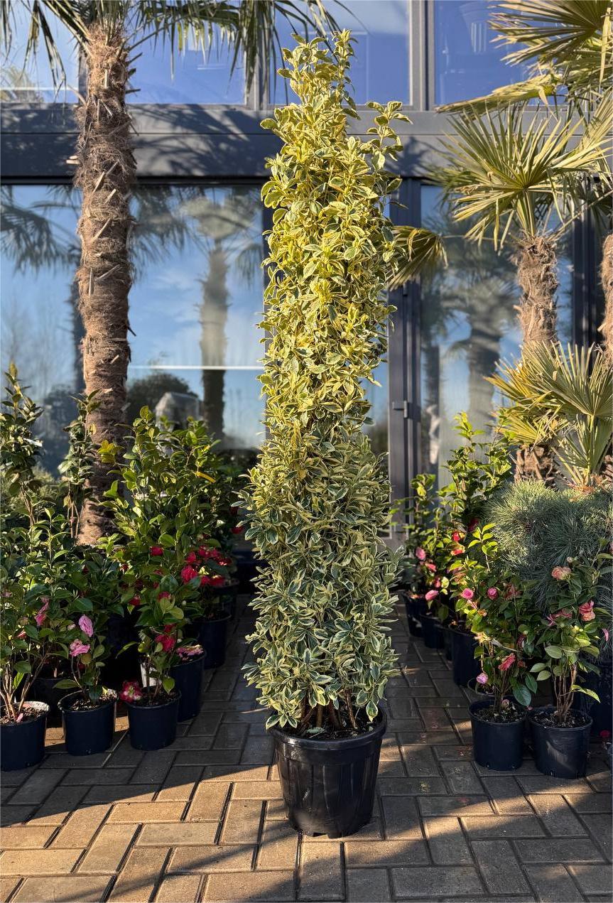 Euonymus Bravo columnar - imagine 3