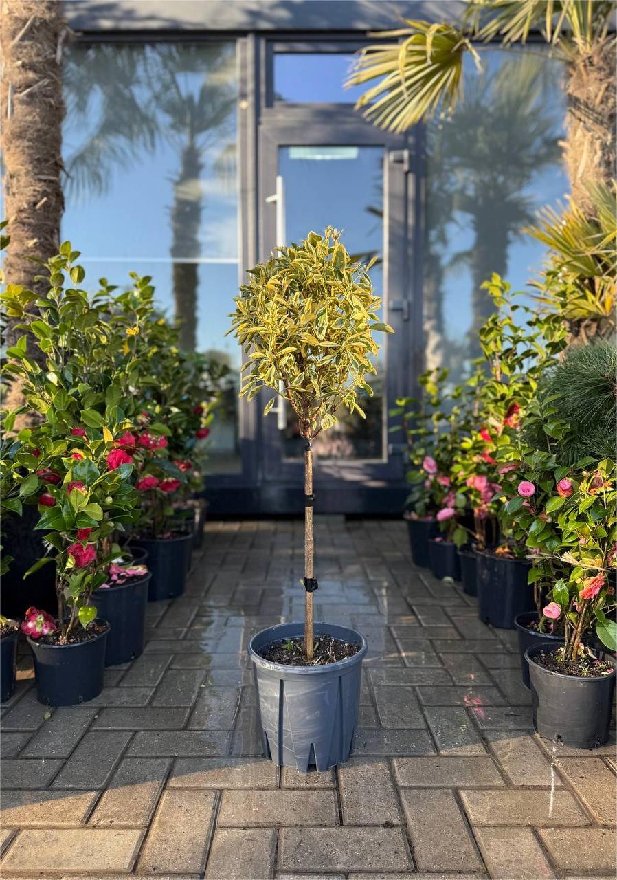 Euonymus Bravo pe picior - imagine 4