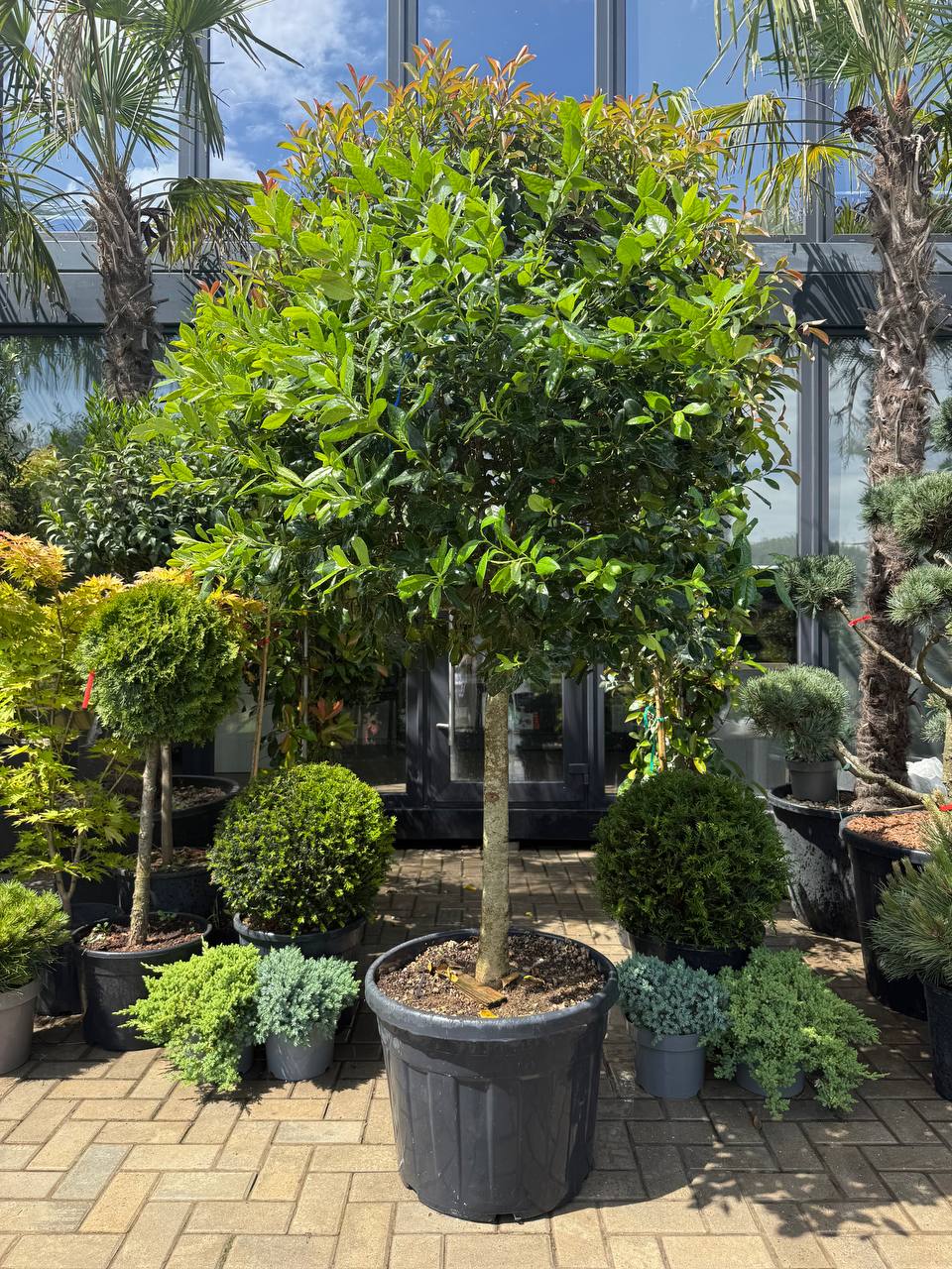 Ilex pe picior