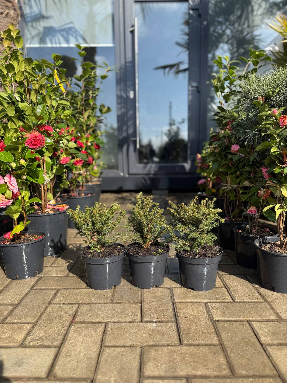 Brad pitic Nidiformis