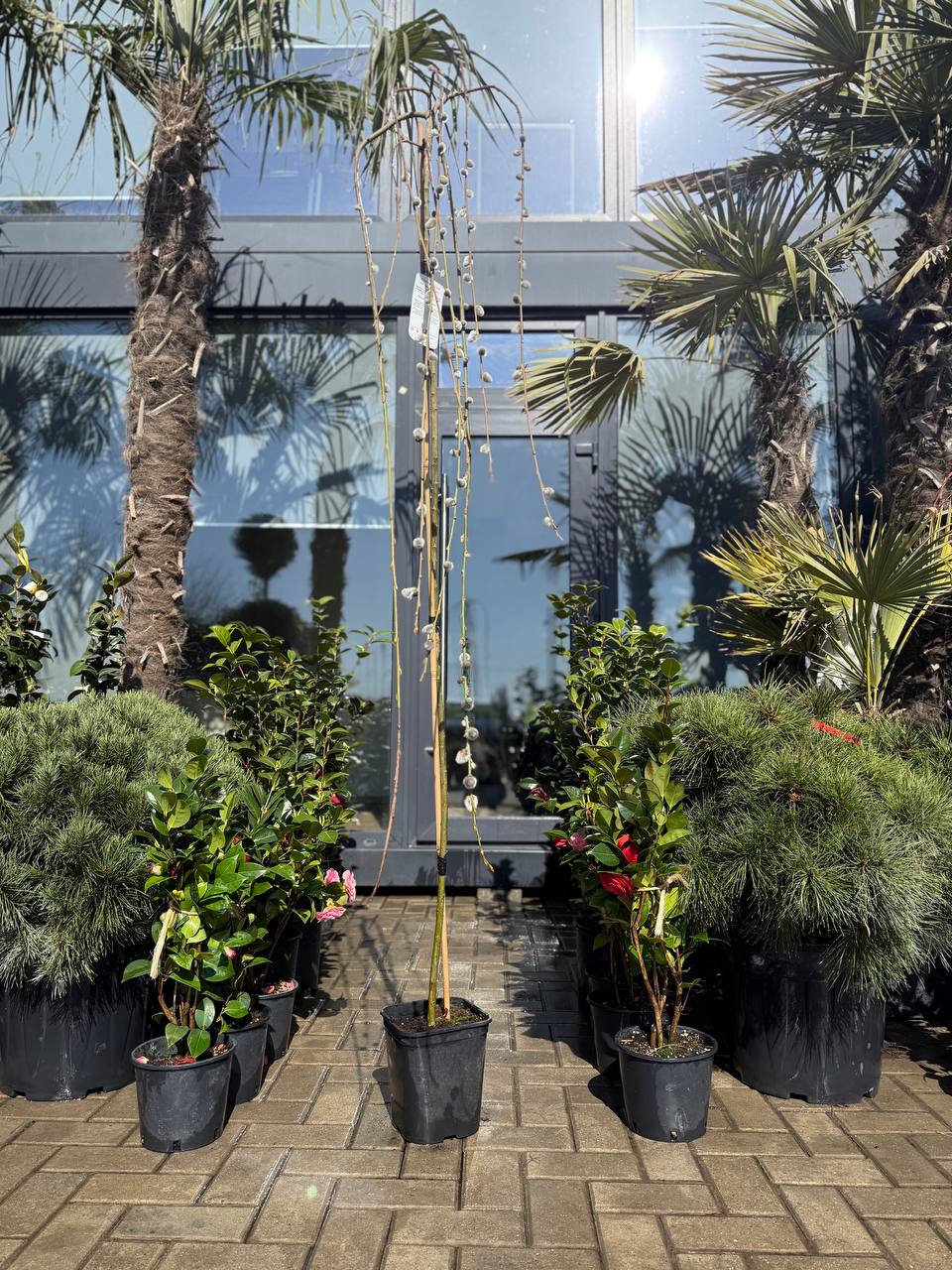 Salcie Plângătoare