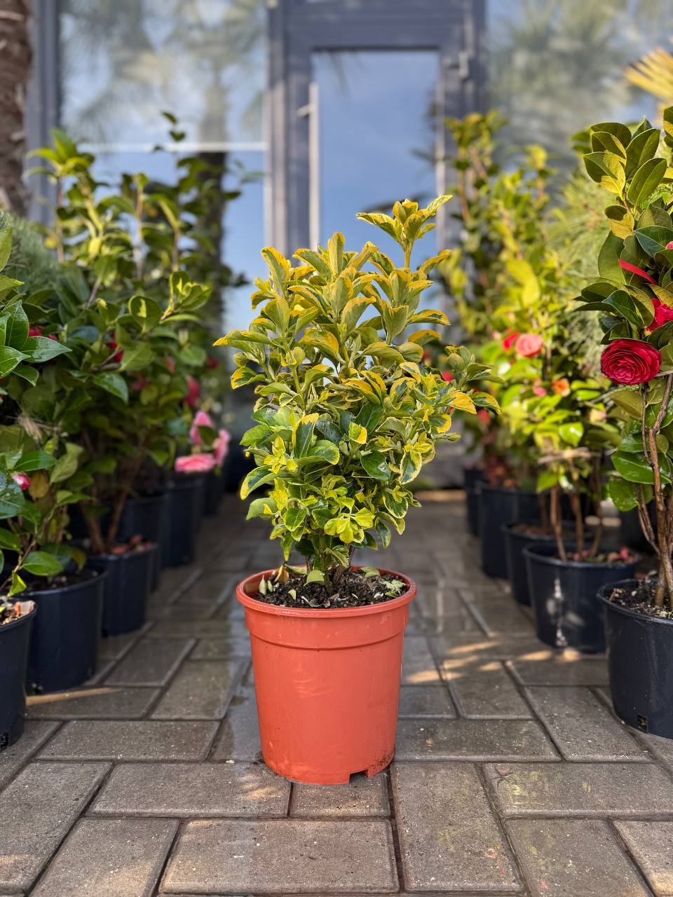 Euonymus Elegantissimus Aureus