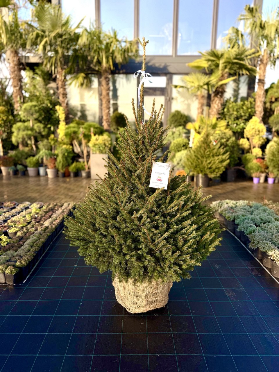 Brad verde în ghiveci