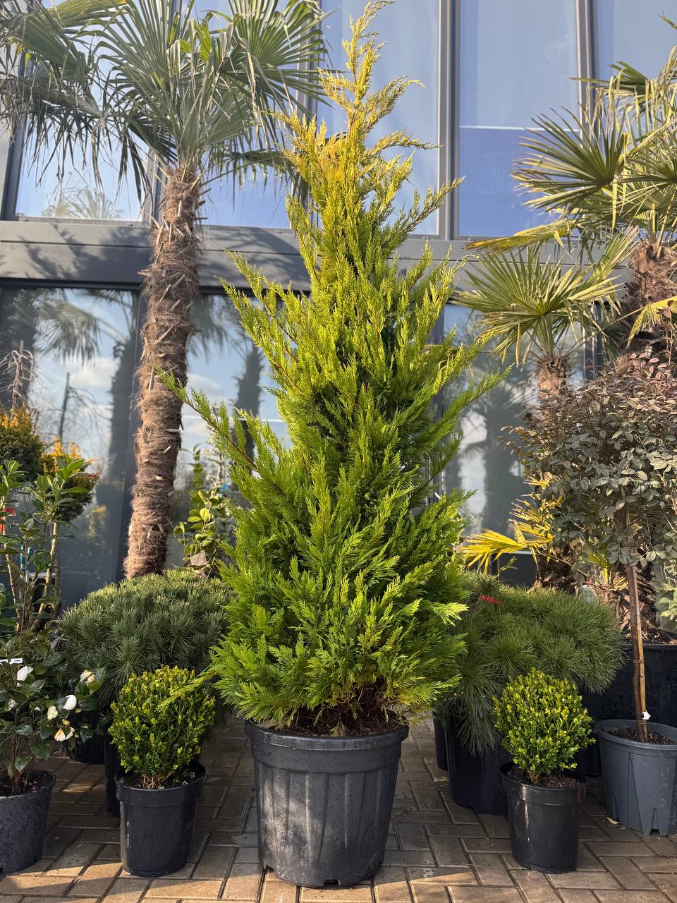 Leylandii Gold Rider