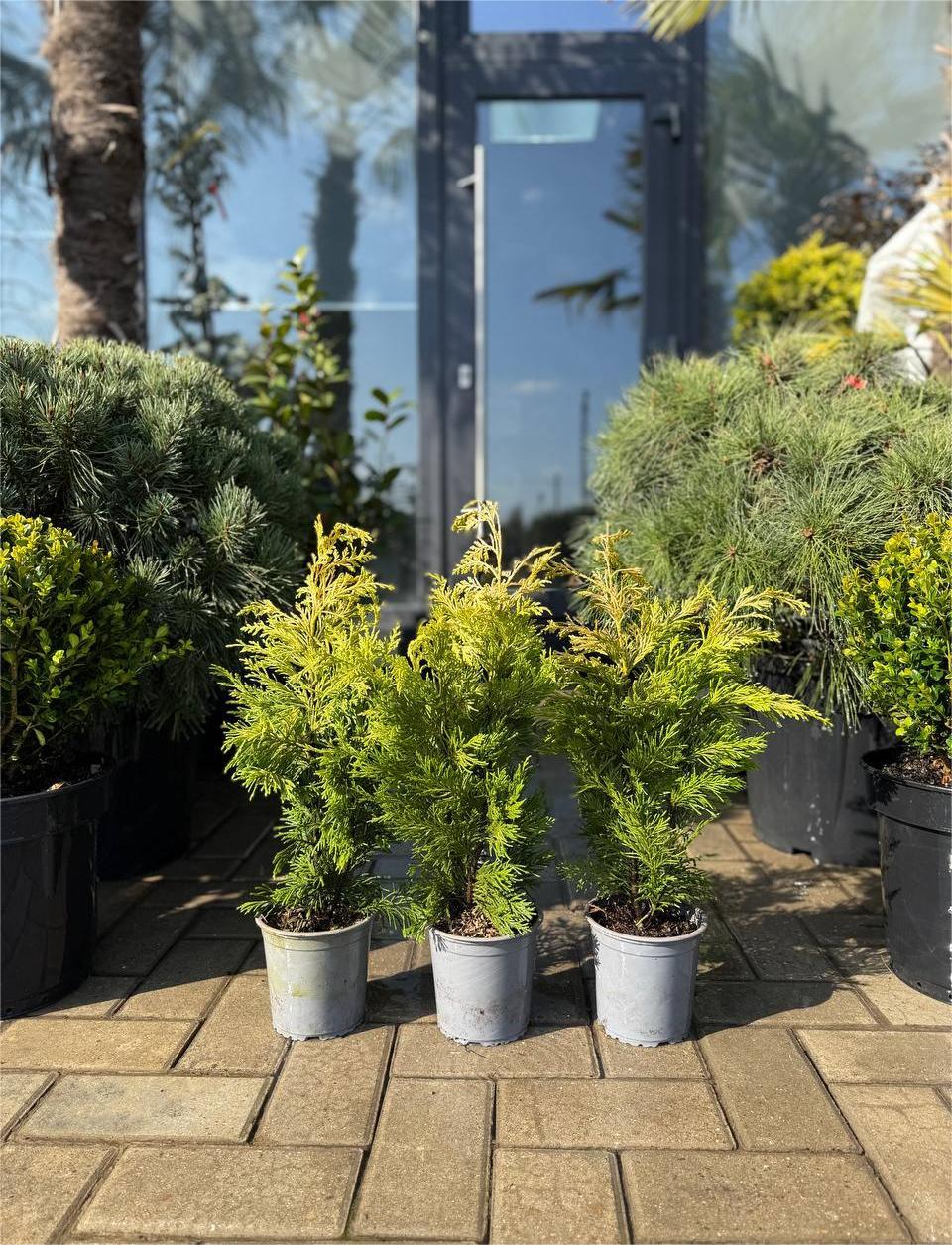 Leylandii Gold Rider - imagine 3