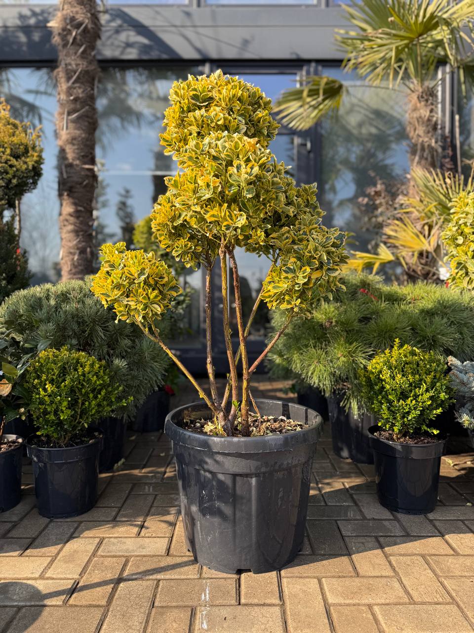 Euonymus Elegantissimus Aureus Pom Pom - imagine 3