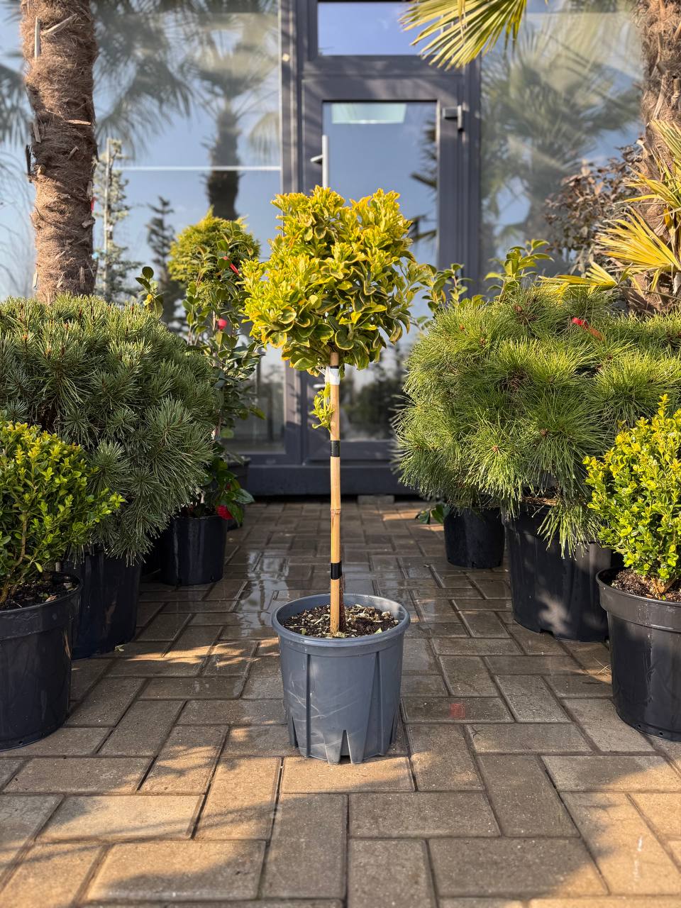 Euonymus Aureus pe picior - imagine 3