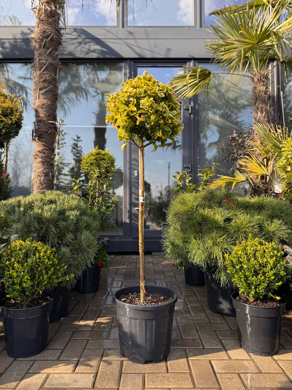 Euonymus Aureus pe picior - 120-140cm