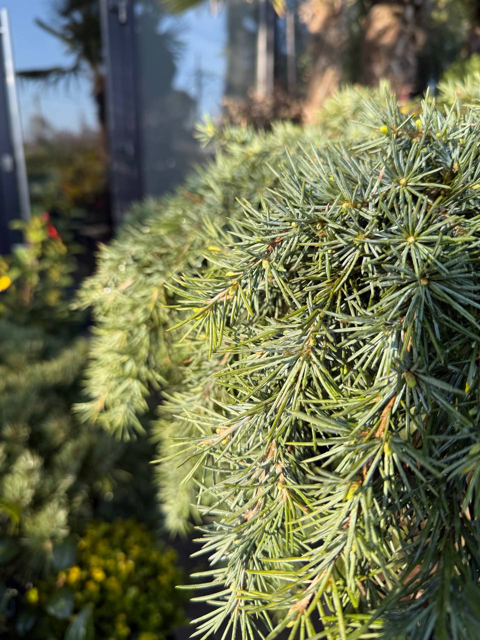 Cedru pe picior Feelin Blue - imagine 4