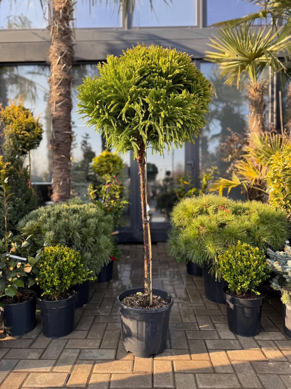 Cryptomeria pe picior