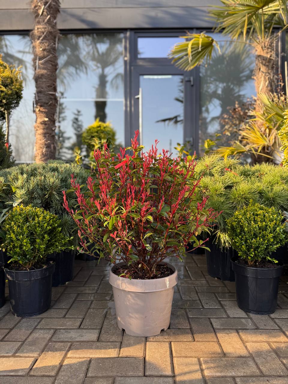 Photinia Fraseri Carre Rouge Glob