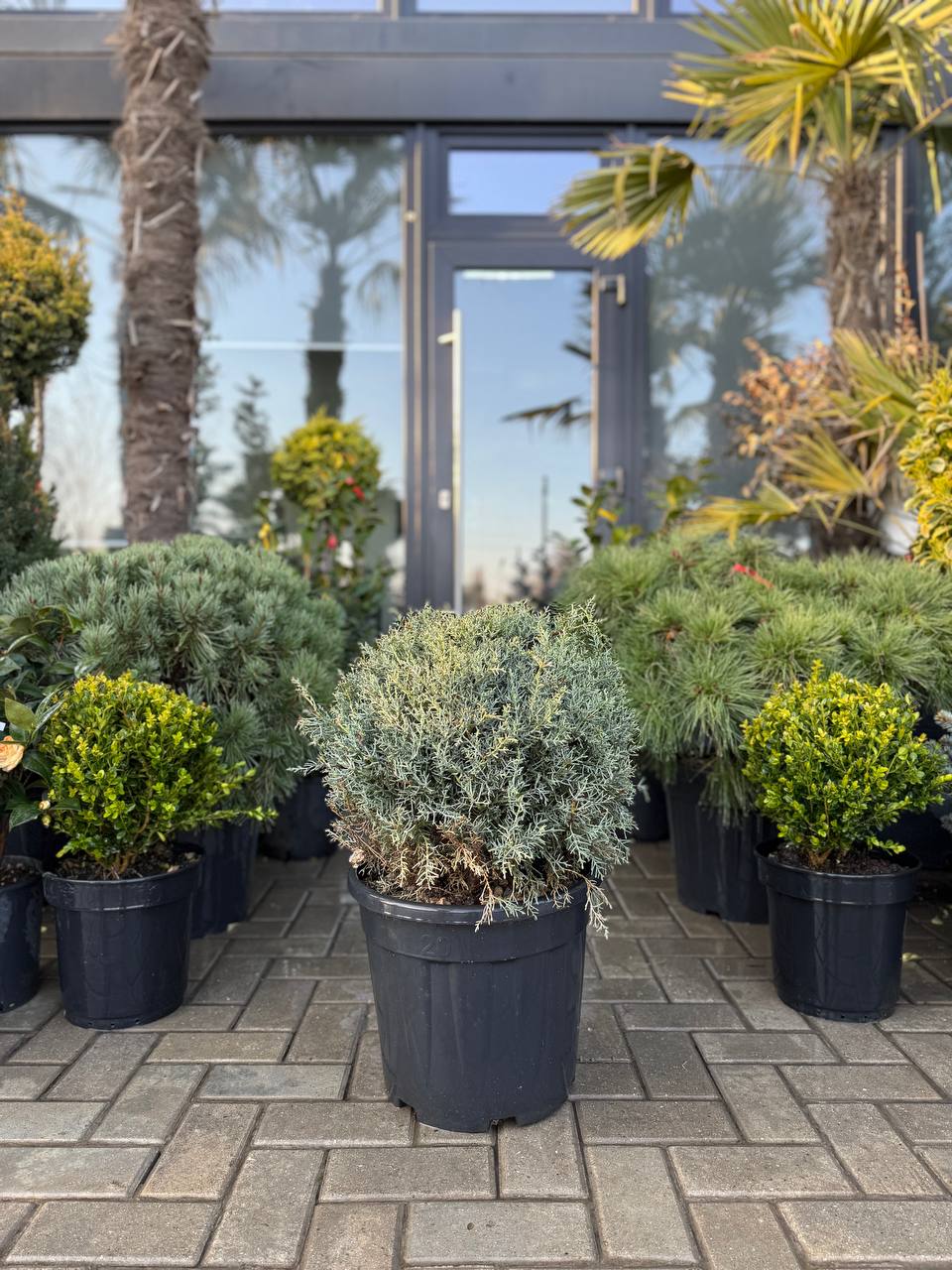 Arizonica globulară