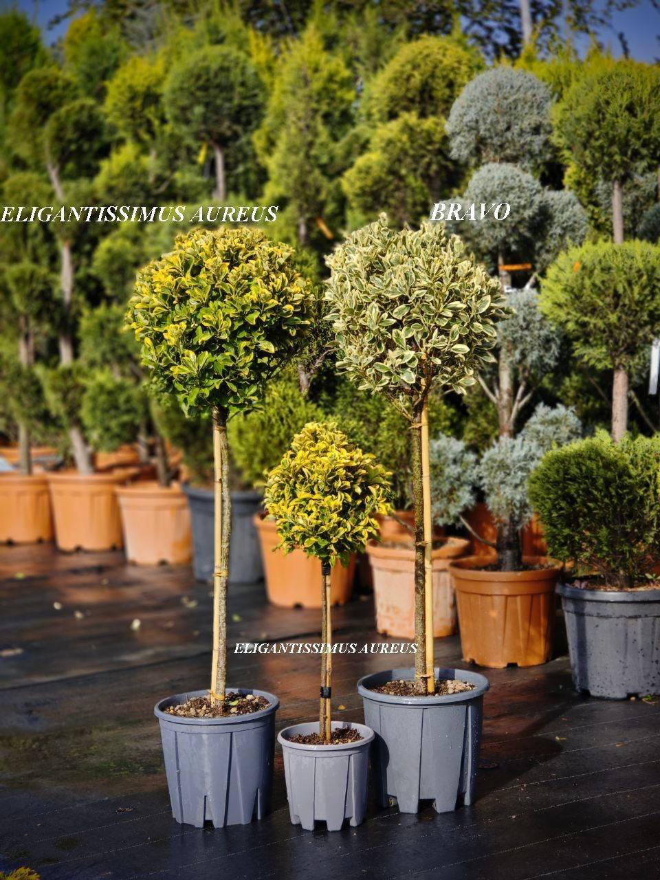 Euonymus Aureus pe picior - imagine 5