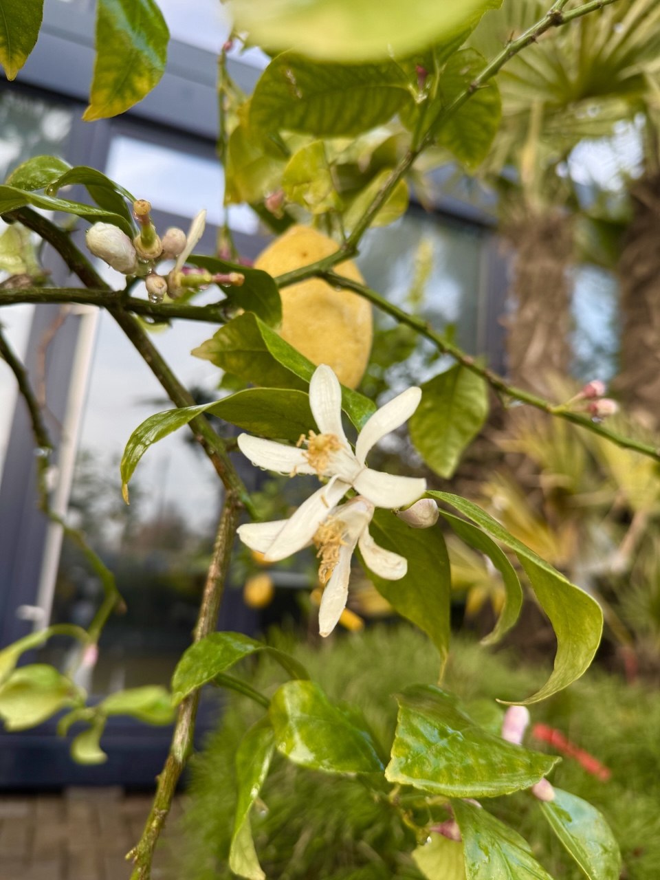 Lămâie - imagine 3