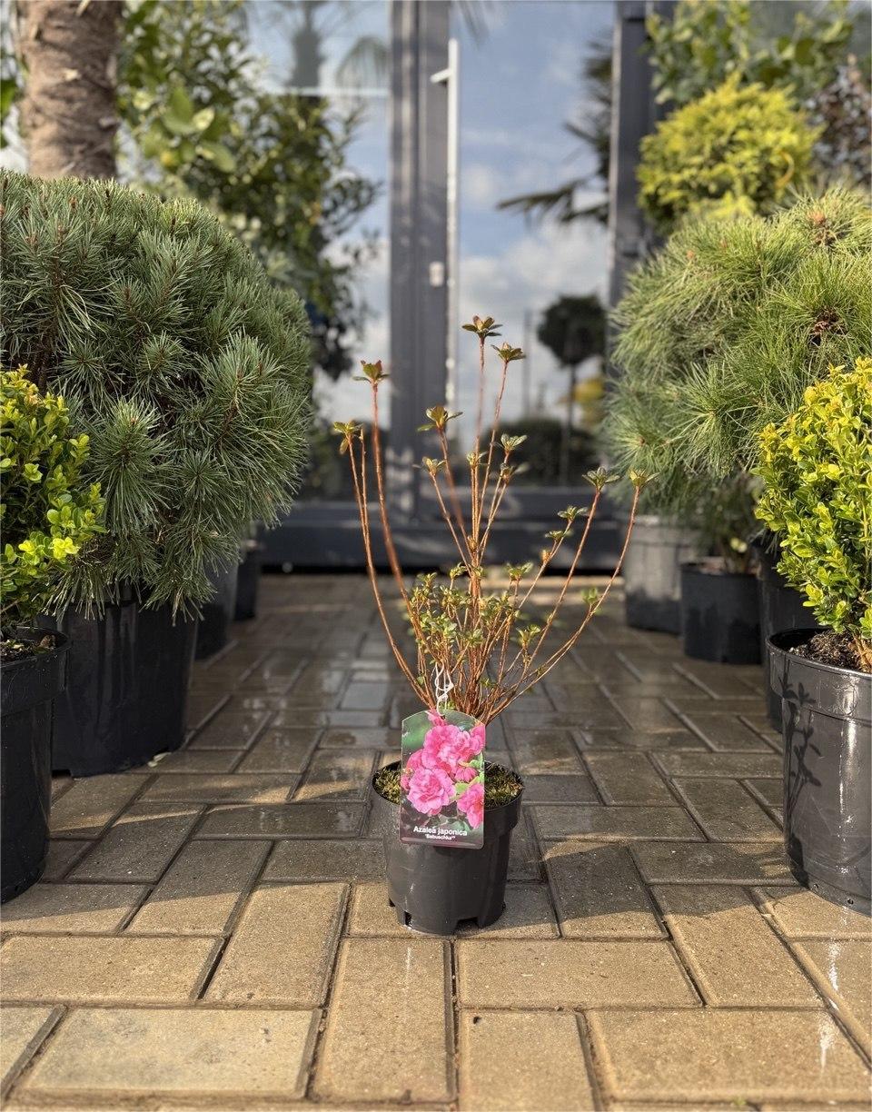 Azalea japoneză Babuschka