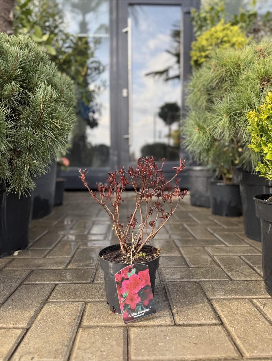 Azalea japoneză Maruschka