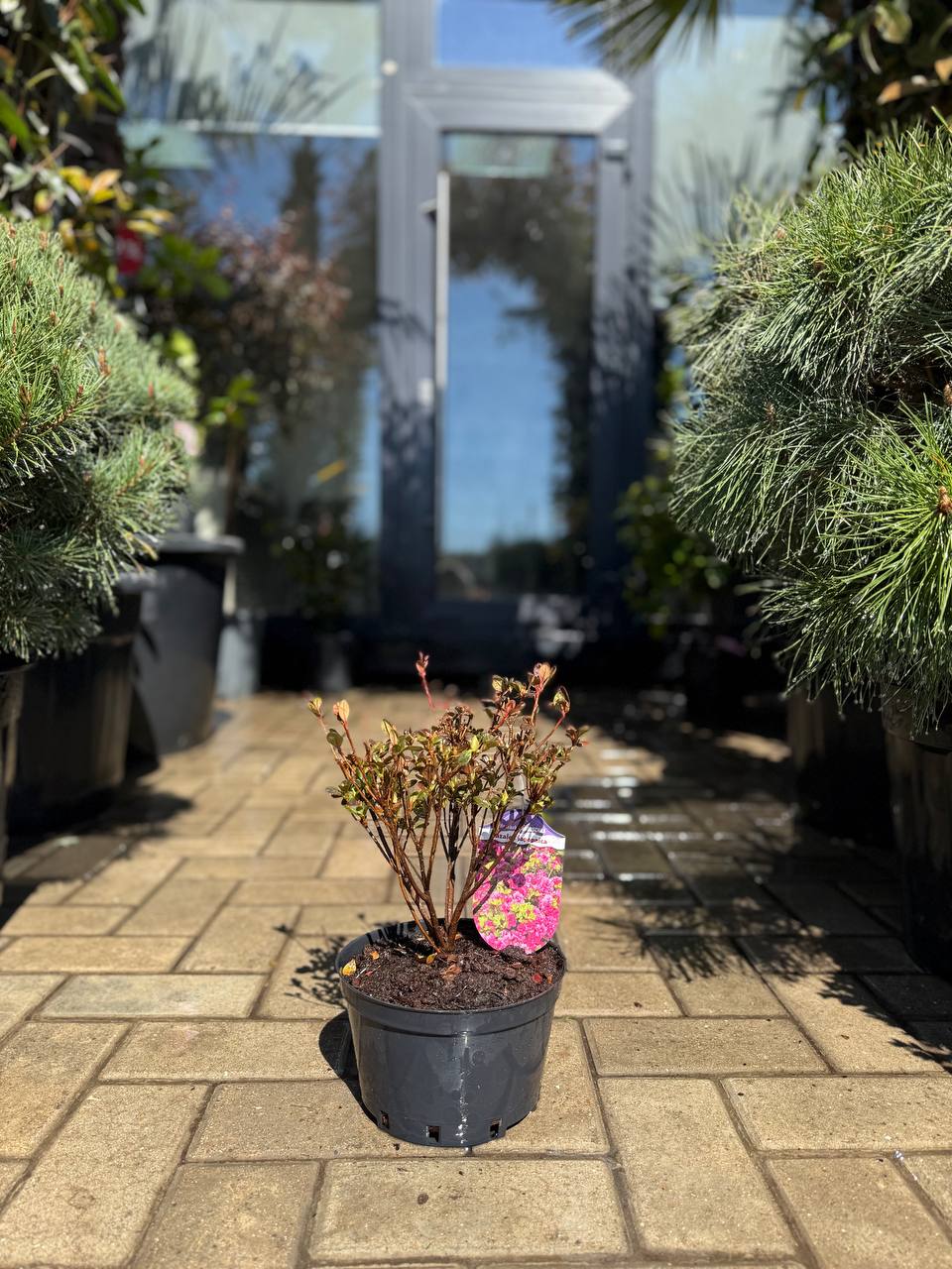 Azalea japoneză Babuschka