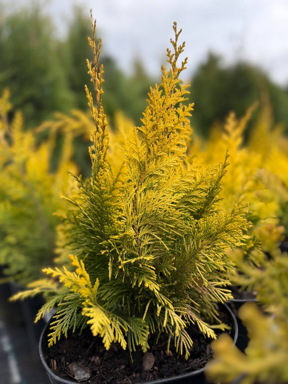 Chiparos Lawson Ivonne - imagine 2