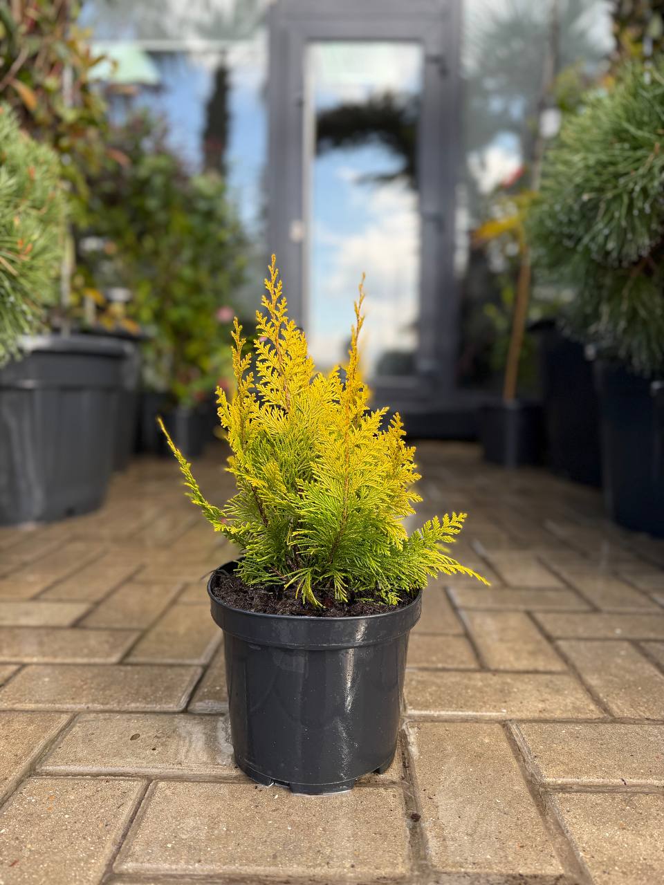 Chiparos Lawson Ivonne - imagine 3