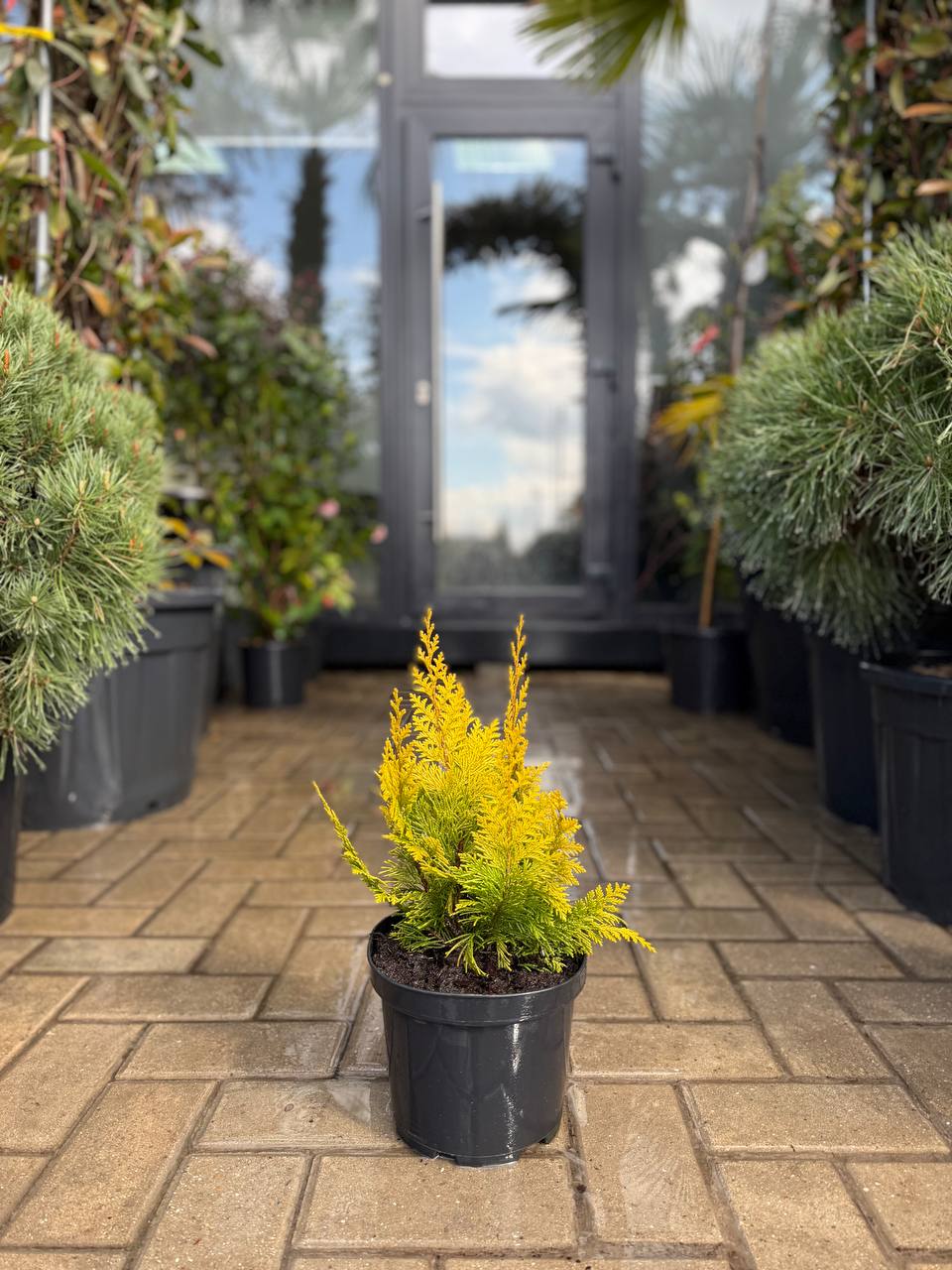 Chiparos Lawson Ivonne