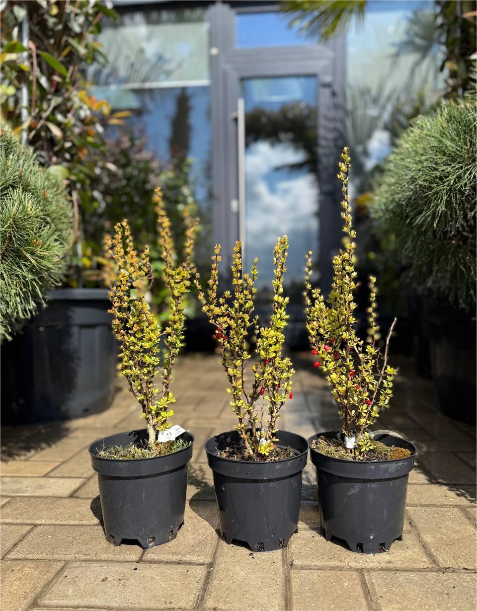 Barbaris Golden Rocket