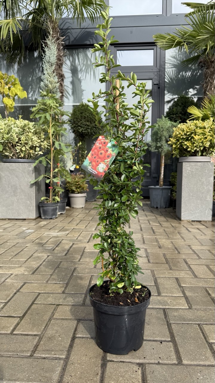 Piracanta Orange Glow - imagine 3