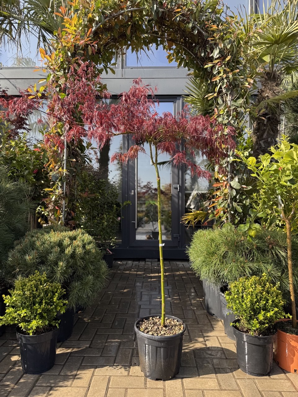 Arțar japonez Tamukeyama pe picior