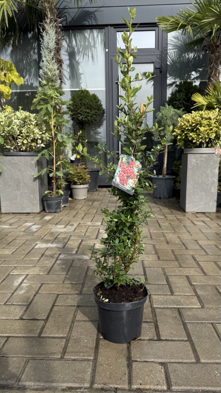 Piracanta roșie - imagine 3