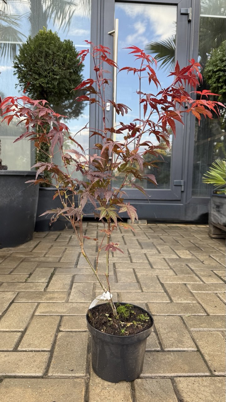 Arțar japonez roșu - imagine 3