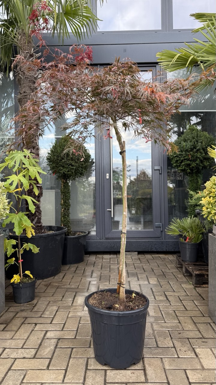 Arțar japonez roșu - imagine 4