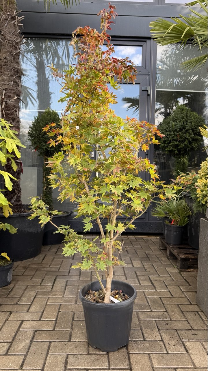 Arțar japonez Jordan