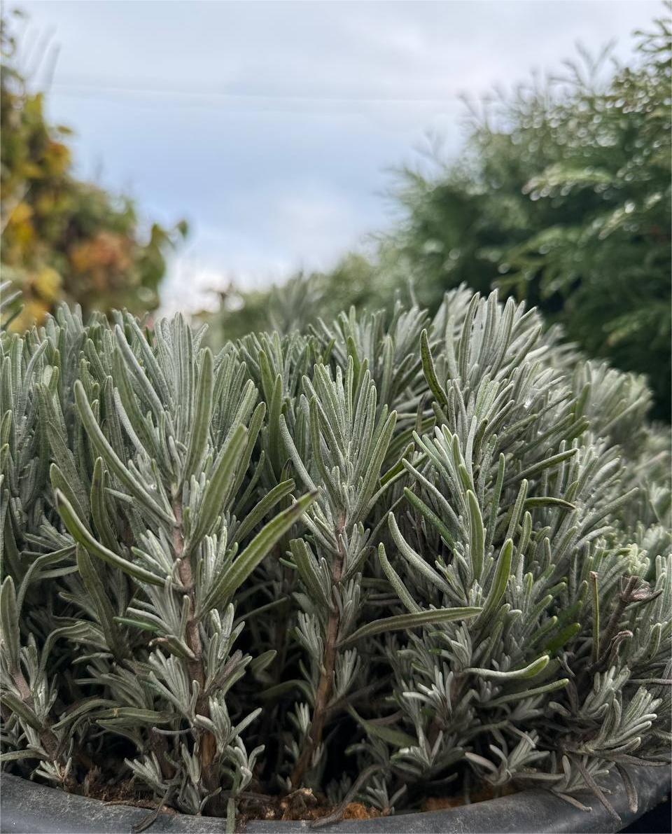 Lavanda rădăcină goală