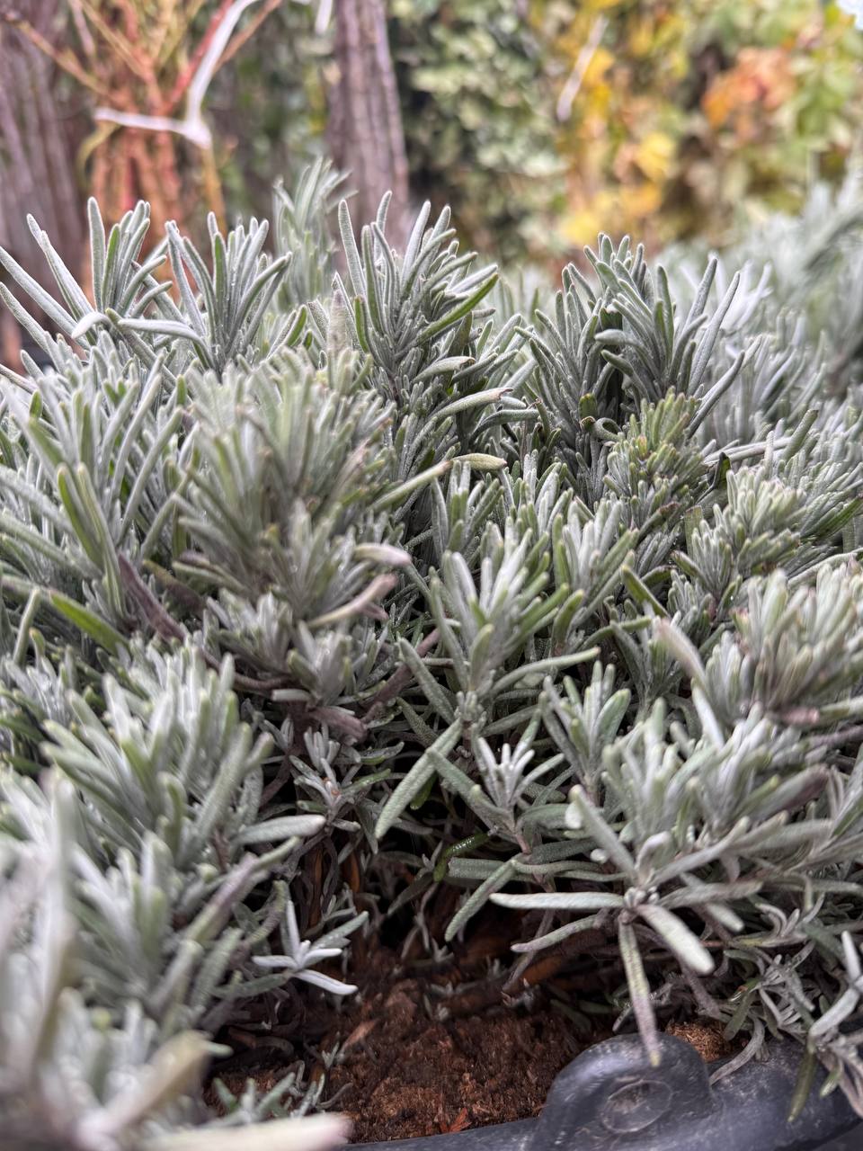 Lavanda rădăcină goală - imagine 3