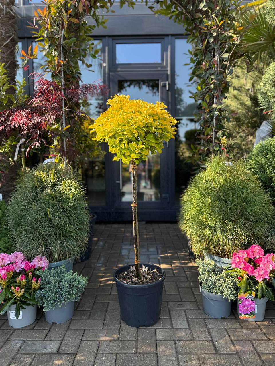 Euonymus Aureus pe picior - imagine 4