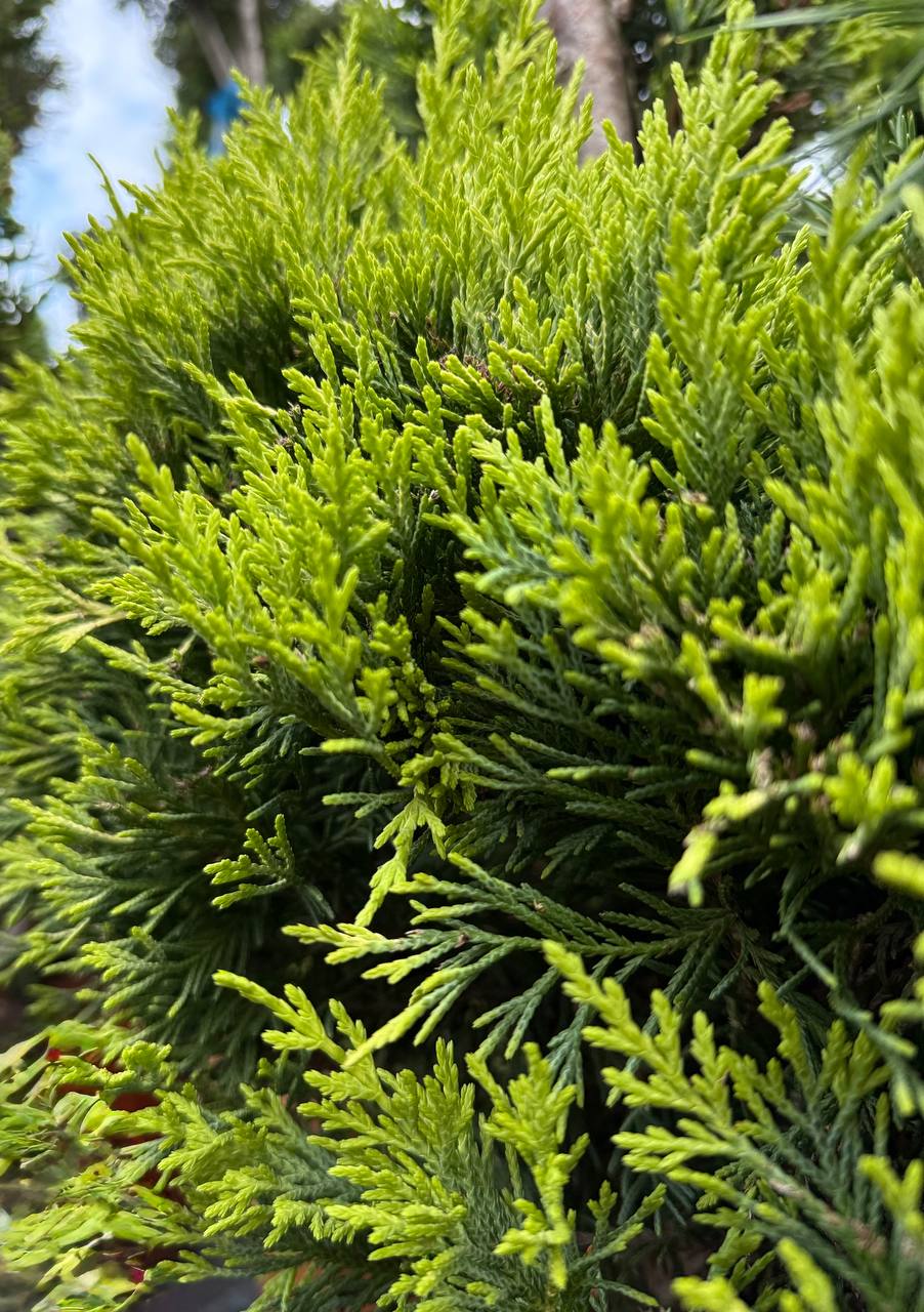 Golden Leyland 3 глобуса - изображение 3